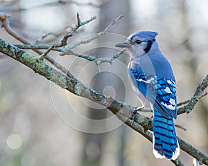 Blue Jay Perched