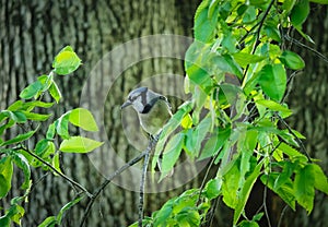 Blue jay perched atop a tree branch in a natural outdoor setting