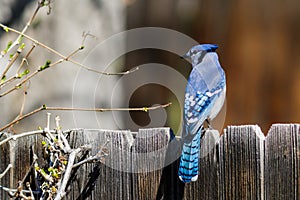 Blue jay perched atop a wooden fence