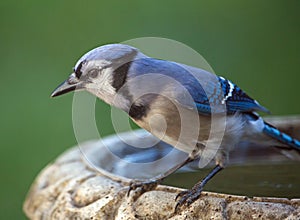 Blue Jay Perched on a Bird Bath