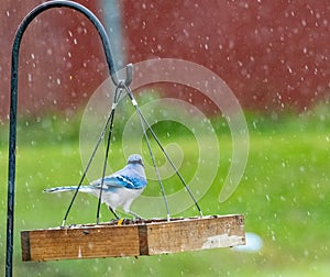 Blue jay perched on birdfeeder in rain storm