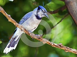 Blue Jay