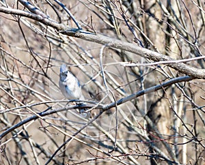 Blue jay perched on branch