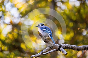 Blue Jay perched on a branch in fall