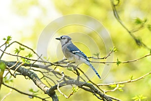 Blue Jay perched on a branch in spring