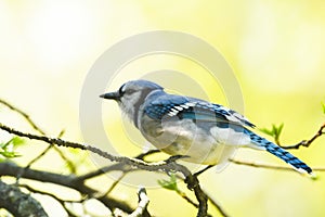Blue Jay perched on a branch in spring