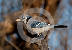 Blue Jay perched on a branch in spring