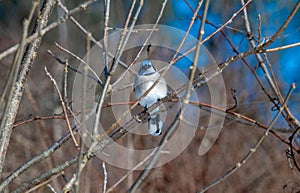 Blue jay perched branch