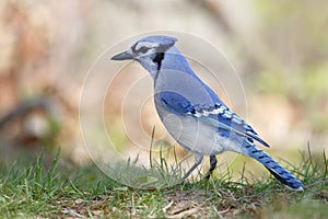 Blue Jay Perched on the Ground