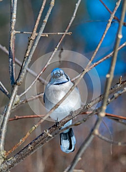 Blue jay perched on limb