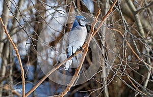 Blue jay perched