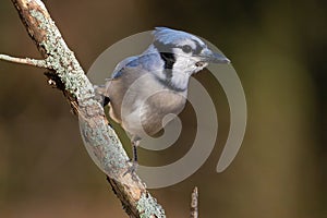 Blue Jay Perched on a Pine Branch