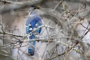 Blue Jay Perched in a Thicket Southwestern Ontario, Canada