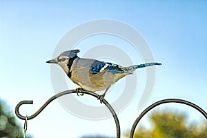 Blue Jay Perched on Top of Pole Blue Skies Background