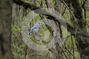 A Blue Jay perched on tree branch