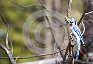 A Blue Jay perched on tree branch.