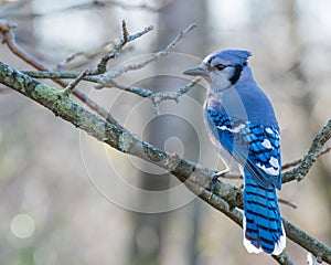 Blue Jay Perched photo