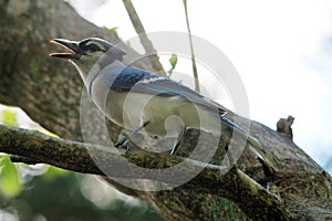 Blue jay perched on tree branch calling out