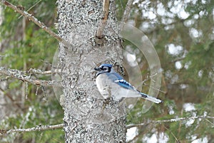 Blue Jay Perched on a Tree Branch