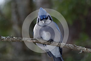 Blue Jay Perched on a Tree Branch