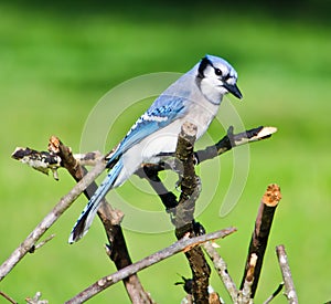 Blue Jay Perched on Tree Branches