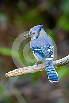 A Blue Jay is perched on a tree limb