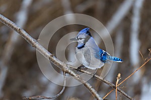 A colorful Blue Jay perched on a small tree limb