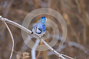 A colorful Blue Jay perched on a small tree limb