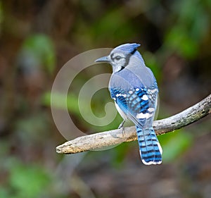 A Blue Jay is perched on a tree limb