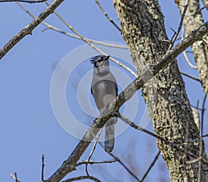 Blue jay perched on a tree limb during the day.