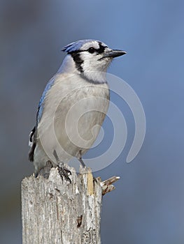 Blue Jay Perched on a Tree Stump