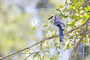 Blue Jay Perched With View Of Back and Profile