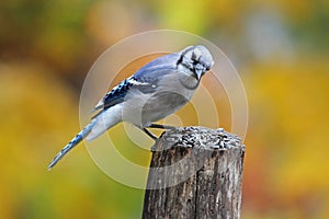 Blue Jay Perching in Autumn