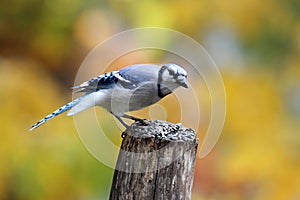 Blue Jay Perching on a Post