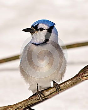 Blue Jay Photo and Image. Close front view perched on a tree branch with blur forest background in its environment and habitat