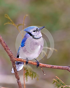 Blue Jay Photo and Image. Close-up front view perched on a tree branch and looking towards the sky with a colourful background.