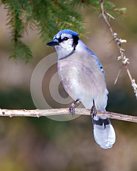 Blue Jay Photo and Image. Close-up profile front view perched on a branch displaying blue colour feather plumage with blur forest