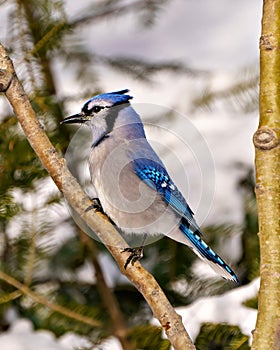 Blue Jay Photo and Image. Close-up side view, perched on a tree branch with blur forest background in its environment and habitat