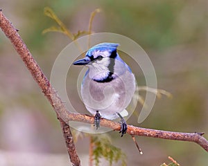 Blue Jay Photo and Image. Front view perched on a tree branch with a forest blur background in its environment displaying blue