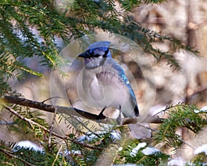 Blue Jay Photo and Image. Perched on a branch with a blur soft coniferous evergreen trees background in the forest environment