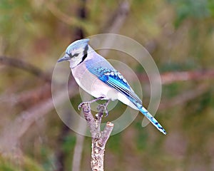 Blue Jay Photo and Image. Side view perched on a tree branch with a blur forest background in its environment and habitat