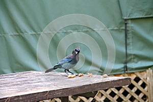 Blue jay on picnic table