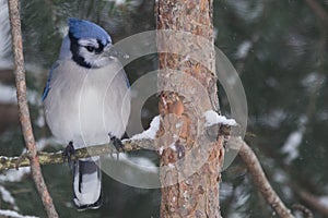 Blue Jay in pine tree