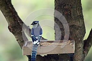 A Blue Jay on a platform feeder in Wisconsin