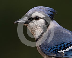 A Blue Jay Portrait