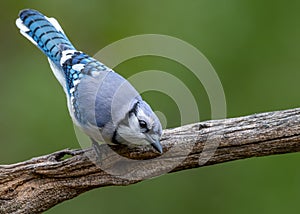 A Blue Jay Portrait