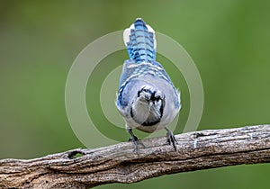 A Blue Jay Portrait