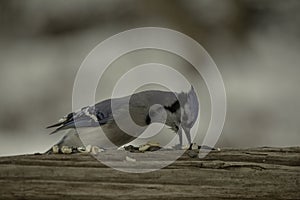 Blue Jay Reaches Down For Peanut