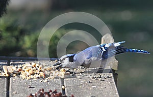 Blue jay Reaching For Nut with his beak - Cyanocitta cristata