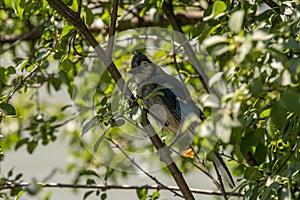 Blue jay resting in a bush
